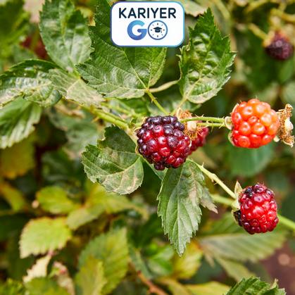 AHUDUDU YETİŞTİRİCİLİĞİ EĞİTİMİ