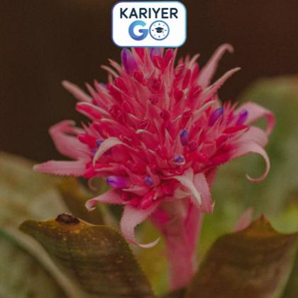 AECHMEA YETİŞTİRİCİLİĞİ EĞİTİMİ